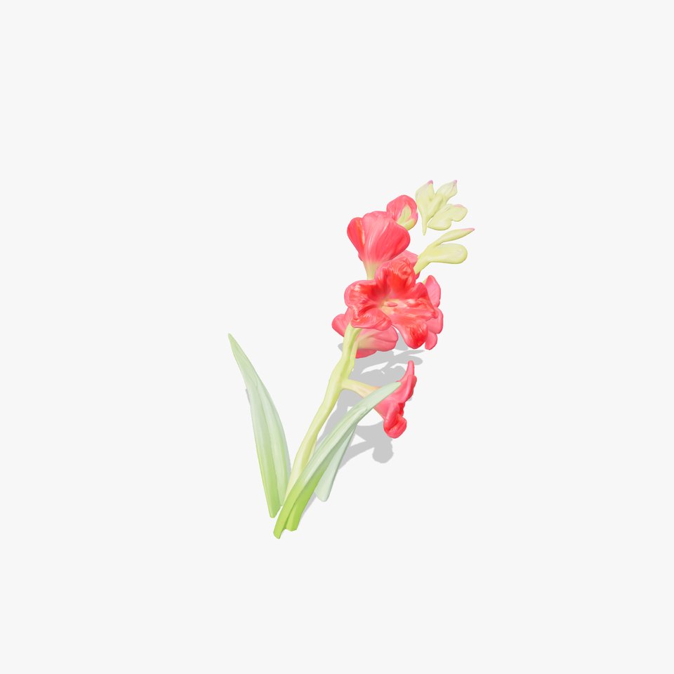 Gladiolus Minor Flower Model Pack